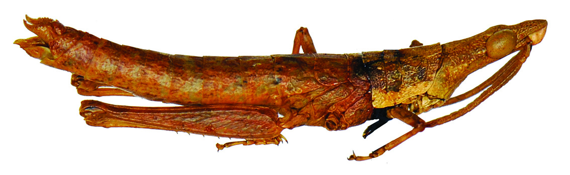 Megalopyrga monochroma Baccetti, 1985: female, lateral view. (Otu).