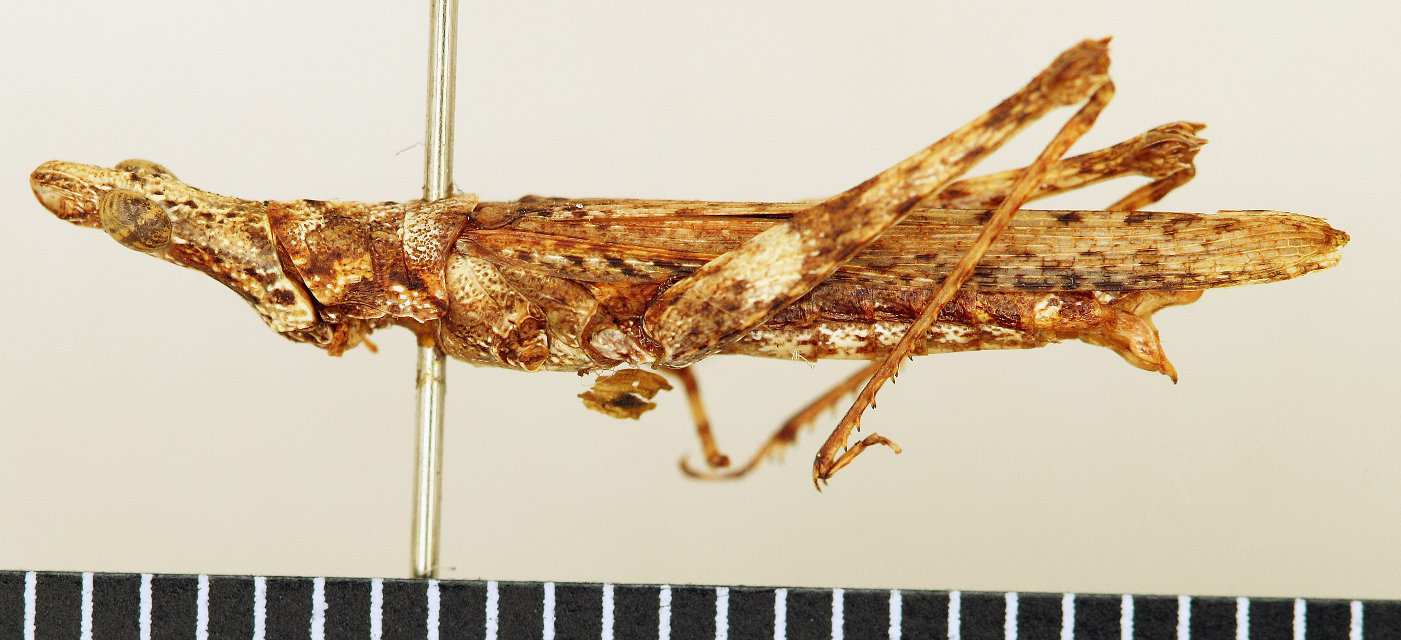 CollectionObject 1518535; 6d8cc317-fc43-4780-9431-a87c7ea48b80: female, lateral view (holotype). (CollectionObject).