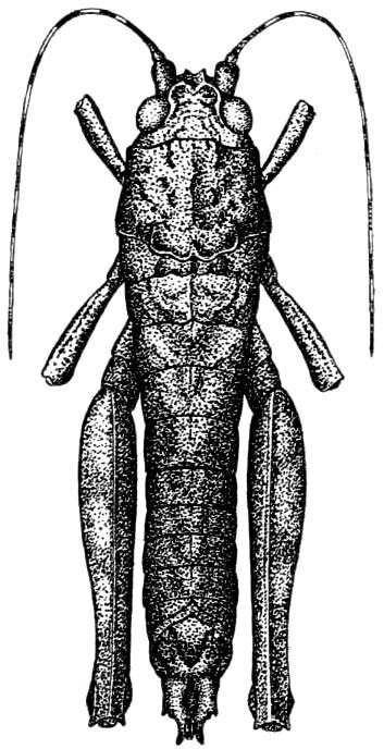 Tanaocerus rugosus Hebard, 1931: Pl. 12 fig. 4. female, dorsal view (holotype, body length 18.5mm, pronotum 3.7mm, femur 26mm). (Otu).