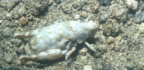 Tanaocerus koebelei Bruner, 1906: female, ovipositing. (Otu).