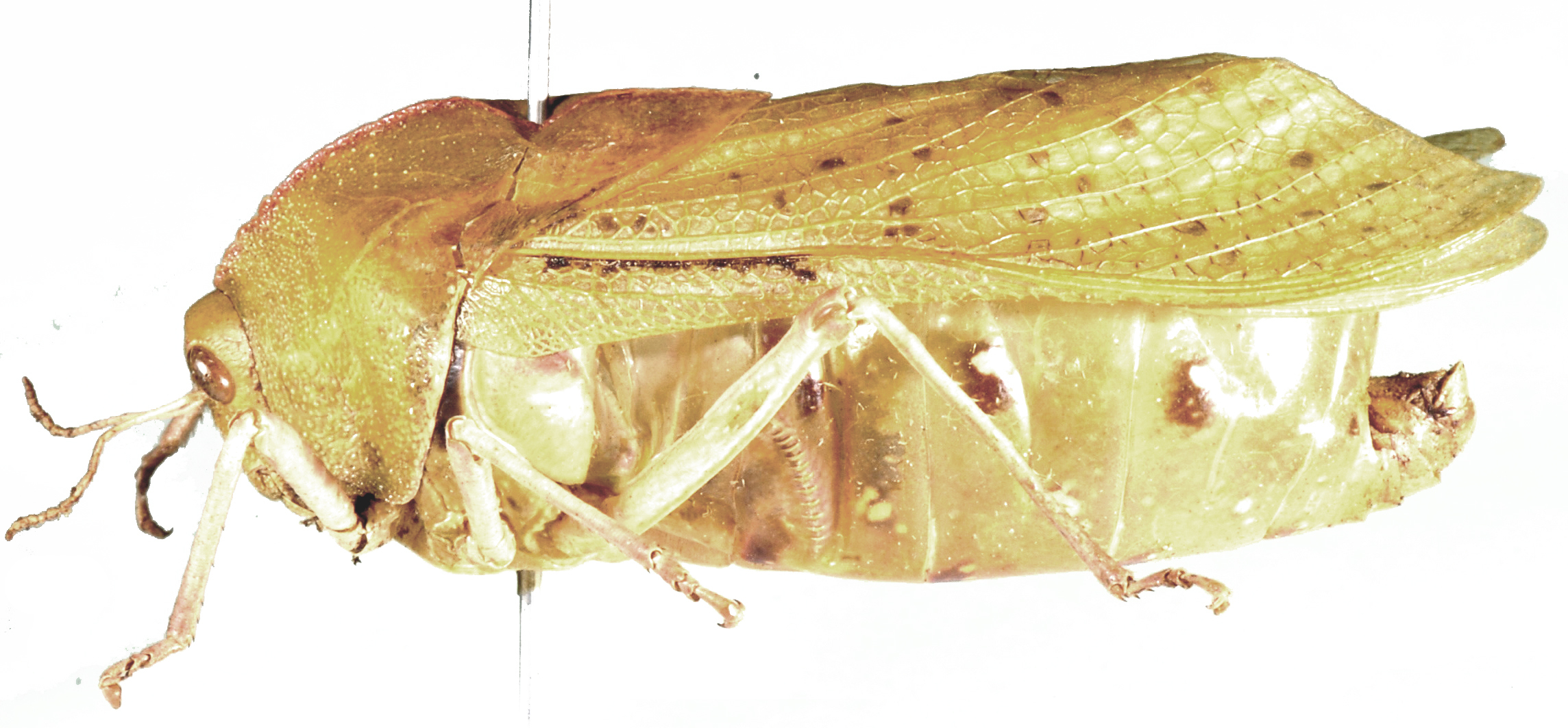 Bullacris discolor (Thunberg, 1810): male, lateral view. (Otu).
