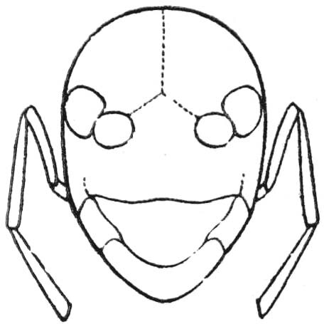 Tahitina mumfordi Hebard, 1933: Fig. 1 a. female, head and palpi, cephalic outline. (Otu).