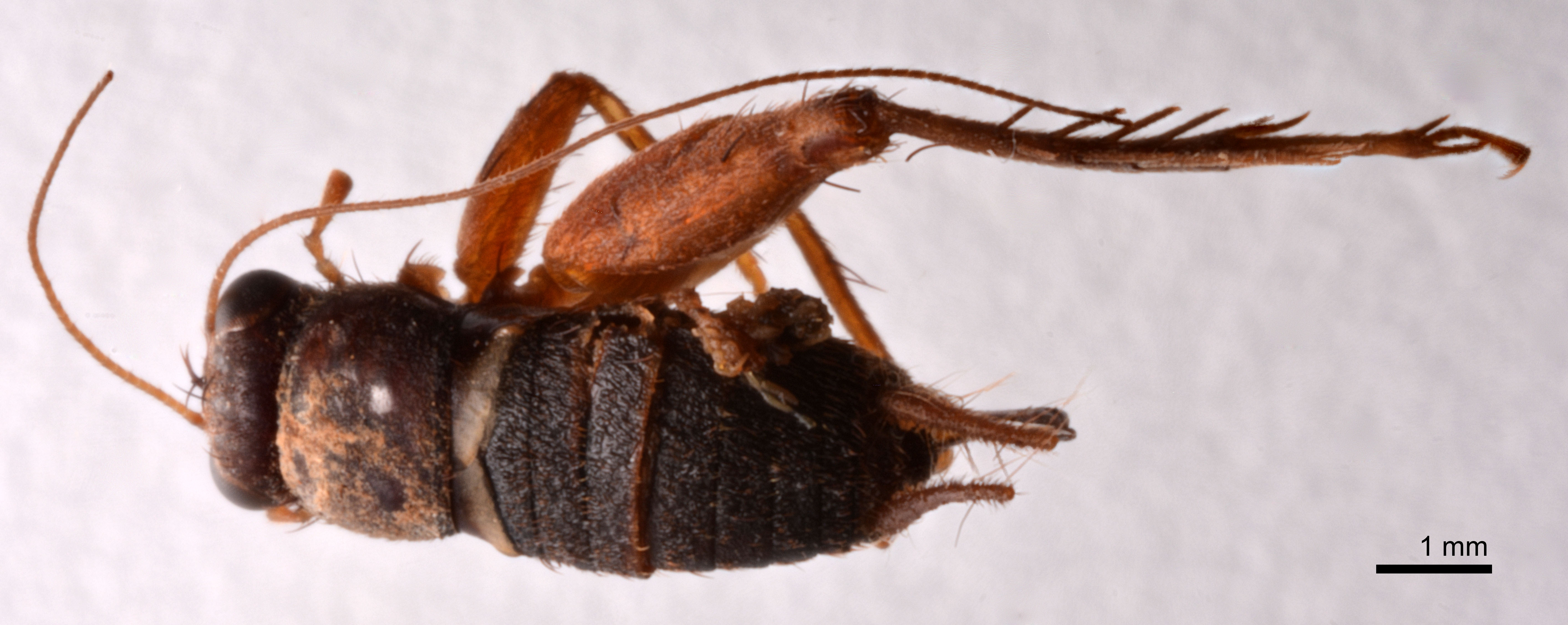 CollectionObject 1538165; 34101cd2-98b9-41e7-ac70-73e849603999: female, dorsal view (holotype). (CollectionObject).