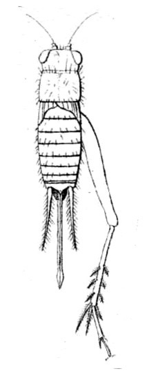 Bobilla bivittata (Walker, 1869): Pl. 11, Fig. 7-2, as Nemobius femoratus. female, dorsal view. (Otu).