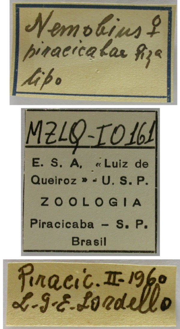 CollectionObject 1542833; DEES MZLQ-I0161, 69e3b9e5-e243-4e5c-9be1-a5355326ee8a: labels (holotype). (CollectionObject).