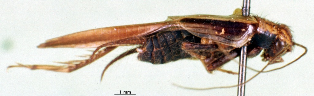 CollectionObject 1593231; 8996cb9f-8756-49ae-8f56-7bc92baac75c: male, lateral view (paratype). (CollectionObject).