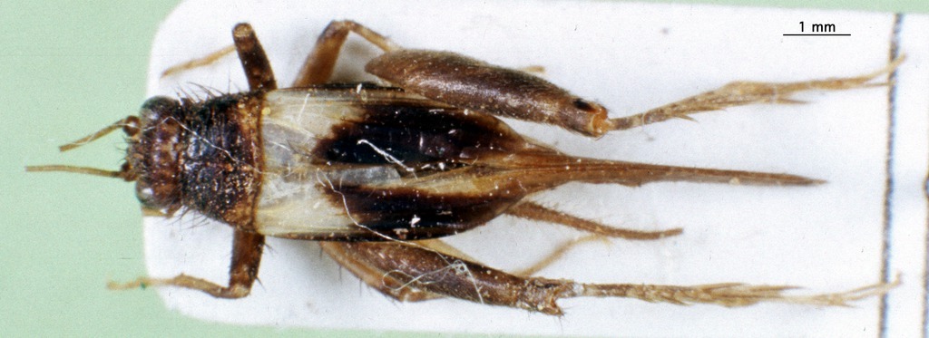 CollectionObject 1590530; f415b7c6-ae7e-4a0a-bbac-8dce3cfe3658: female, dorsal view. (CollectionObject).