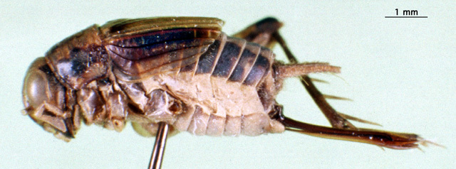 CollectionObject 1500847; cc2f71ee-0e82-461f-9c39-5d4cf6497cdb: female, lateral view (syntype). (CollectionObject).