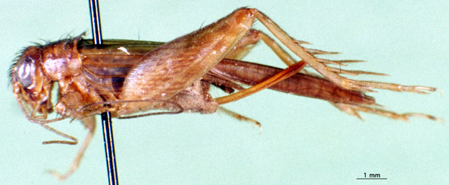 CollectionObject 1502354; 3065e162-c22e-4cd6-aba1-ee2abfbbc518: female, lateral view. (CollectionObject).