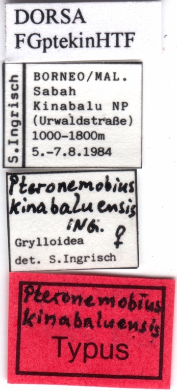 CollectionObject 1505341; 9427f49e-8f71-4468-87c8-8401c4c8f45e: labels (holotype). (CollectionObject).