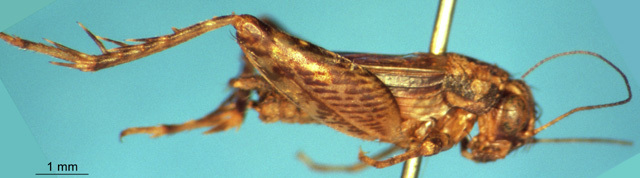 CollectionObject 1505354; 28b8e210-4708-41f4-b74a-a568d50474c3: male, lateral view (holotype). (CollectionObject).