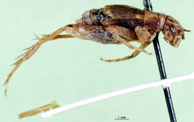 CollectionObject 1477002; 117277a4-aae9-422f-9500-305ec8c54292: female, lateral view (holotype of Nemobius filchnerae). (CollectionObject).