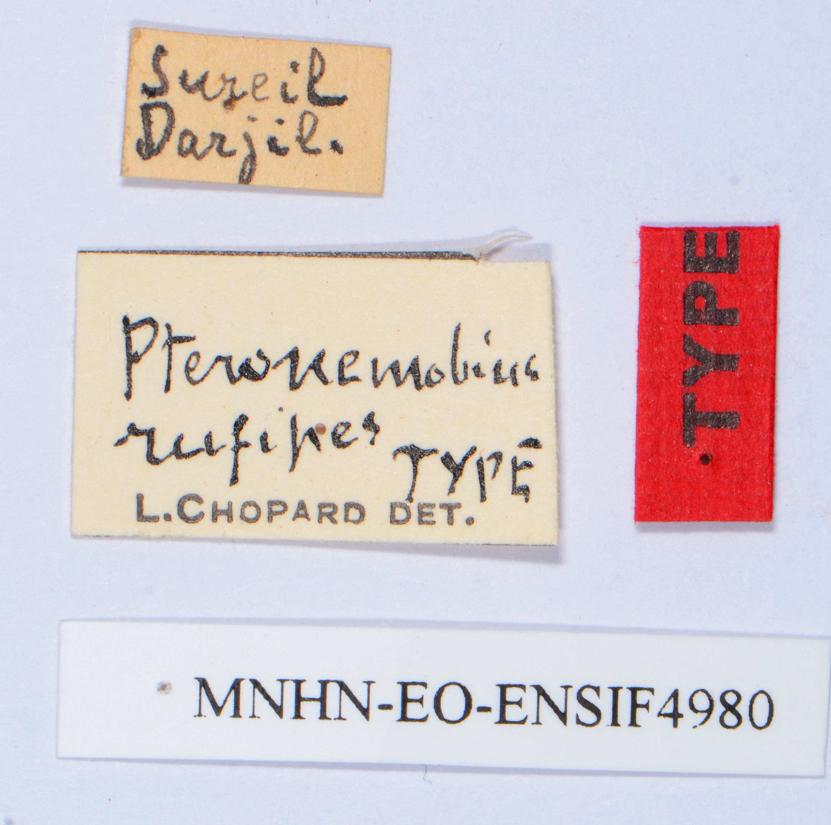 CollectionObject 1540103; f6d1e3f0-18de-48f0-a2c8-841436ae9fce: labels (holotype). (CollectionObject).