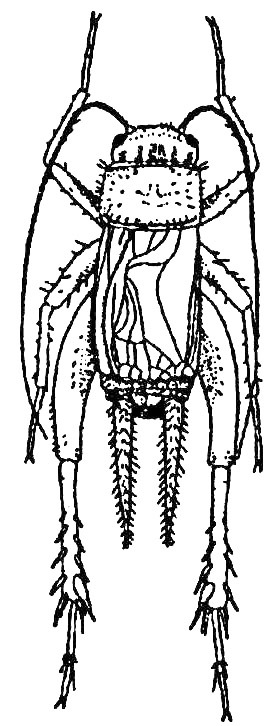 Pteronemobius (Pteronemobius) gorochovi Storozhenko, 2004: Fig. 345 (reproduced with permission). male, dorsal view (6.8 -7.7 mm). (Otu).