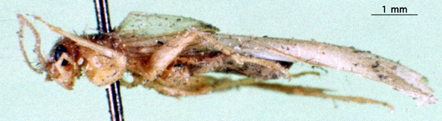 CollectionObject 1502068; 8e728685-fd71-48b8-b7d5-35db8d1ddcbd: male, lateral view. (CollectionObject).