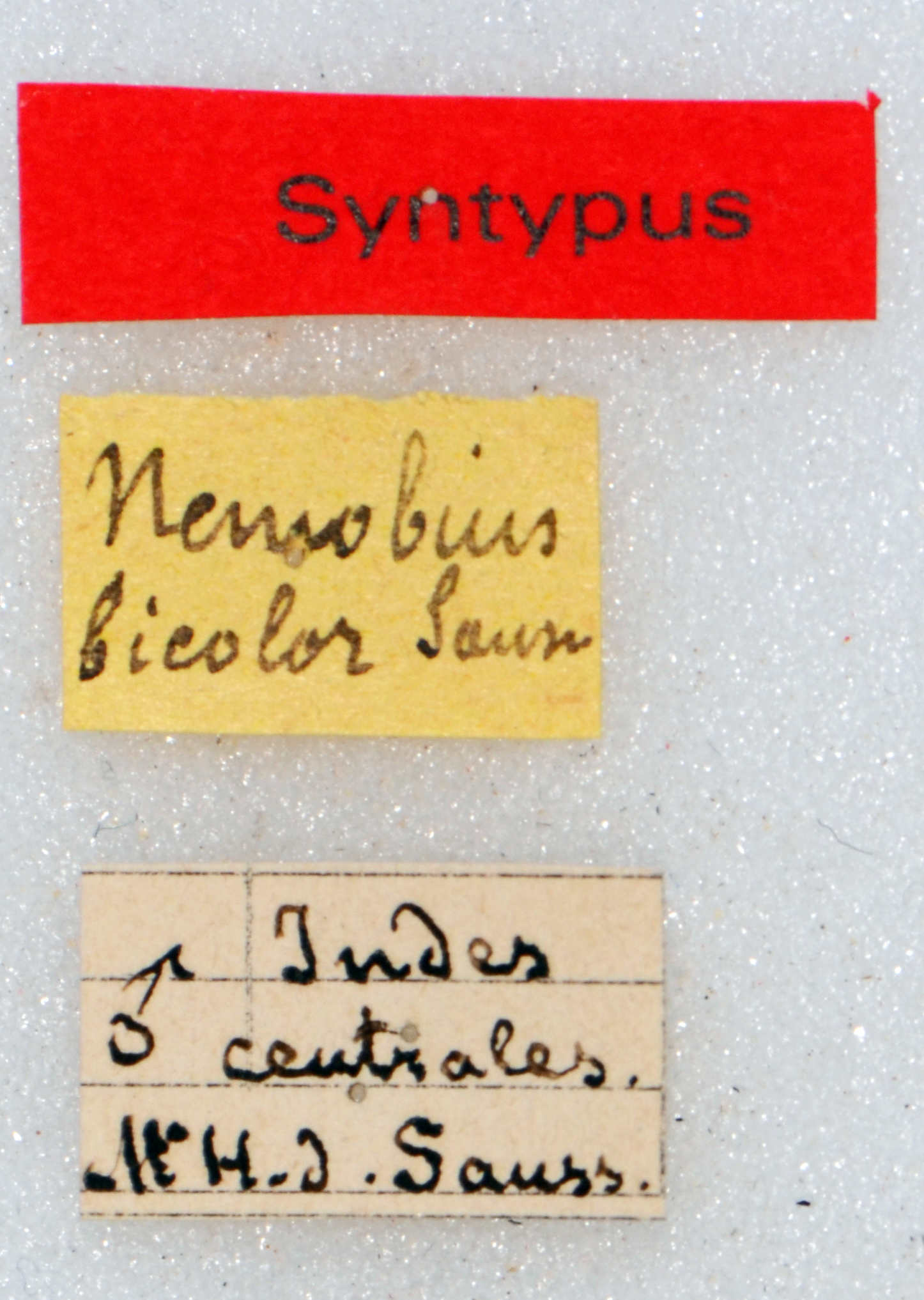 CollectionObject 1506085; 9756515b-fbc1-4875-b88c-82d6d76ea472: labels (syntype). (CollectionObject).