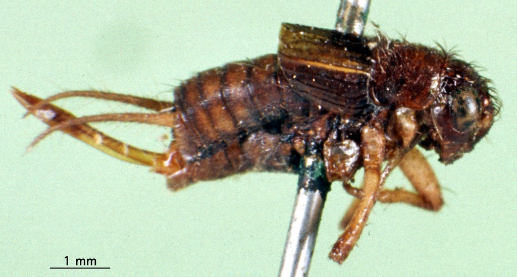 CollectionObject 1593230; 8498eda6-19b3-4fa7-b0c0-774fa4b5e589: female, lateral view (paratype). (CollectionObject).