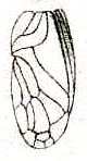 Polionemobius taprobanensis (Walker, 1869): Pl. VI, Fig. 66 a. male right tegmen (Nemobius javanus). (Otu).