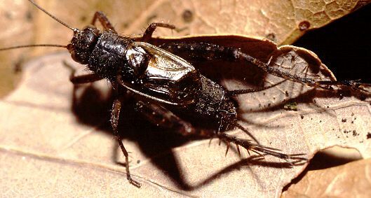 Allonemobius allardi (Alexander & Thomas, 1959): male (Ashford, CT, USA). (Otu).