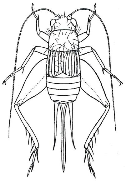 Allonemobius maculatus (Blatchley, 1900): Fig. 228 (after Hebard). female (body length 7.5-9 mm). (Otu).