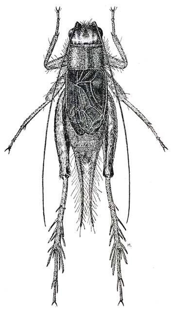 Allonemobius fasciatus fasciatus (De Geer, 1773): Fig. 161 [erroneously 116 in caption]. male. (Otu).