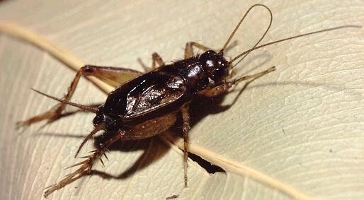 Eunemobius carolinus carolinus (Scudder, 1877): male (Ashford, CT, USA). (Otu).