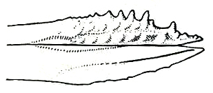 Eunemobius confusus (Blatchley, 1903): Pl. IV, Fig. 119. apex of ovipositor. (Otu).