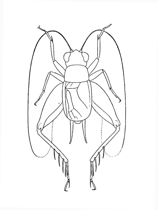 Hygronemobius liura Hebard, 1915: Plate VI. Fig. 2 (after type). male, dorsal outline. (Otu).