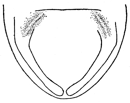 Hygronemobius speculi (McNeill, 1901): Fig. 11 (type, Tagus Cove, Albemarle I.). dorsal outline of male subgenital plate and chitinous projections of titillator. (Otu).