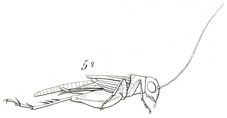 Neonemobius cubensis (Saussure, 1874): Fig. 5. female habitus (2 spines on hind tibia missing). (Otu).