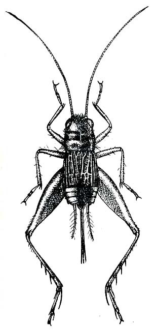 Neonemobius palustris (Blatchley, 1900): Fig. 232. female (body length 6-6.8 mm). (Otu).