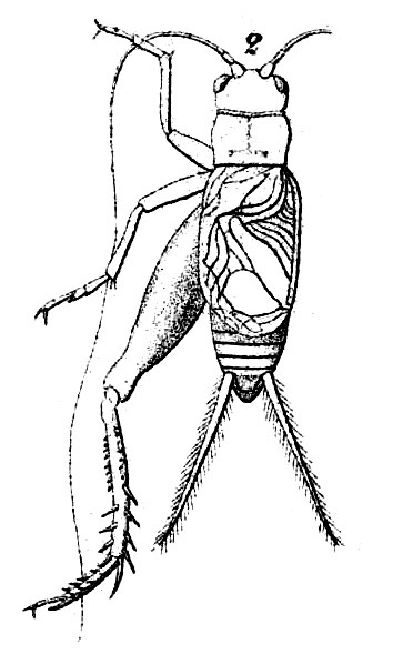 Endolandrevus rostratus (Saussure, 1877): Pl. 14, Fig. 25(2). male, dorsal view. (Otu).