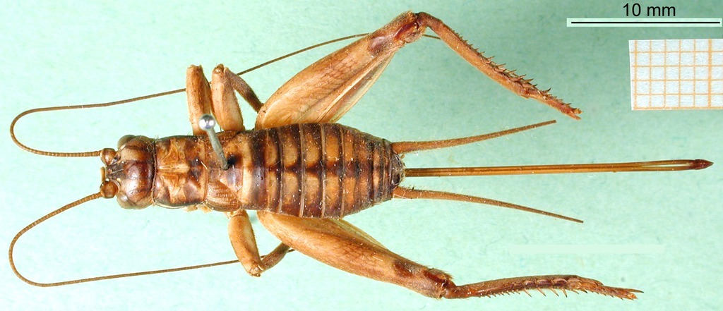 CollectionObject 1500790; d42e5d30-0199-4d57-9677-5b16e9bae084: female, dorsal view (holotype of Landrevus pictus). (CollectionObject).
