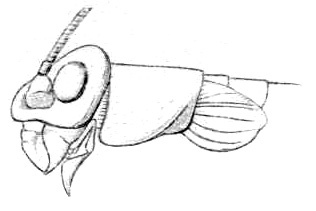 Ajareta hemiptera (Bolívar, 1900): Fig. 24. female head and pronotum, lateral view (pronotum length 2 mm). (Otu).