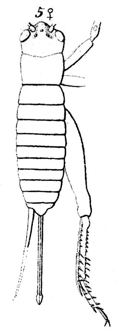 Paralandrevus hector (Saussure, 1877): Pl. 14, Fig. 25(5). female, dorsal view. (Otu).