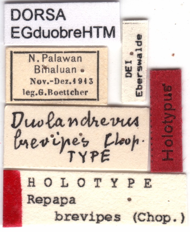 CollectionObject 1500792; a5643b94-35af-4a33-a3d5-6696b169c4c6: labels (holotype). (CollectionObject).