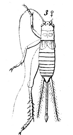 Duolandrevus (Duolandrevus) brachypterus (Haan, 1844): Pl.14,Fig.25(3) Landrevus brachypterus. female, dorsal view. (Otu).