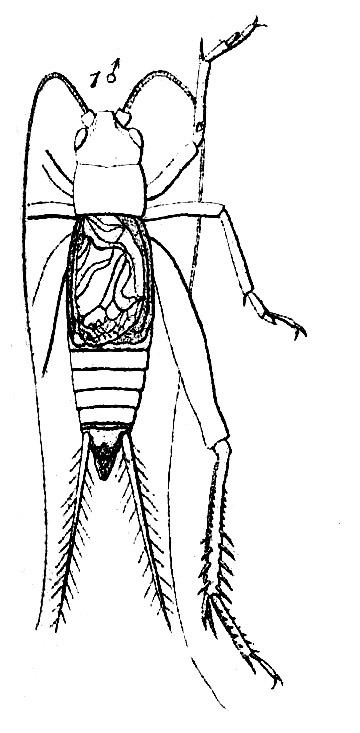 Duolandrevus (Duolandrevus) coulonianus (Saussure, 1877): Pl. 14. Fig. 25(1). male, dorsal view. (Otu).