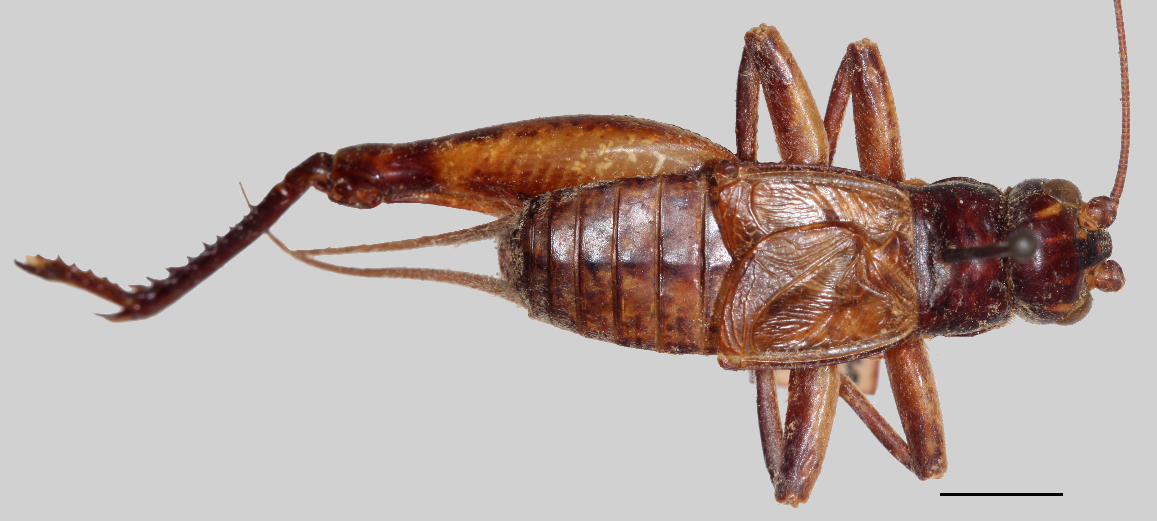 Duolandrevus (Jorama) isarogensis (Otte, 1988): male, dorsal habitus, scale bar: 5 mm, Tagkawayan, Quezon. (Otu).