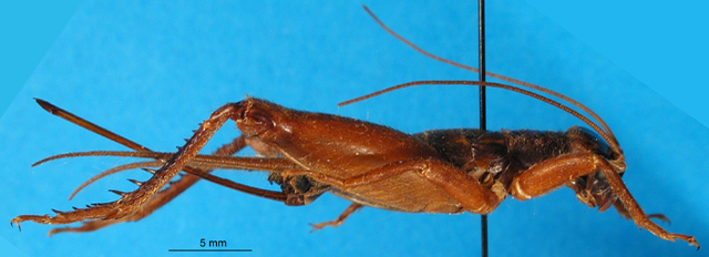 CollectionObject 1502396; e6d14e86-105a-42b7-89f5-d69706621883: female, lateral view. (CollectionObject).