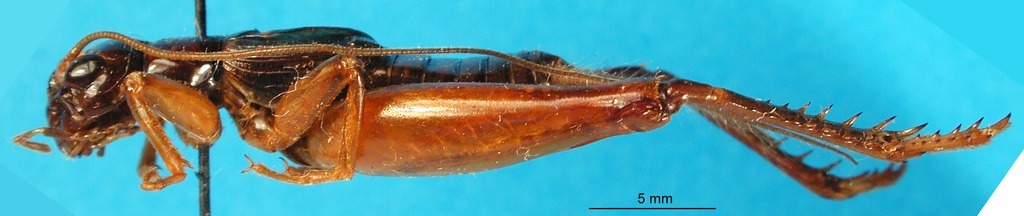 CollectionObject 1476802; c338693a-818d-4c24-84c8-f1dd1bf48b04, DORSA BG00065S01: male, lateral view (holotype). (CollectionObject).