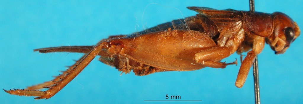 CollectionObject 1476787; 5b290c35-c63a-4357-ab9e-44c4c4126acd, DORSA BG00063S01: male, lateral view (holotype). (CollectionObject).