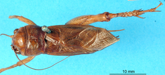 CollectionObject 1500780; d14b491c-22fd-419b-90a8-582dc0a3ad1a: male, dorsal view (lectotype). (CollectionObject).