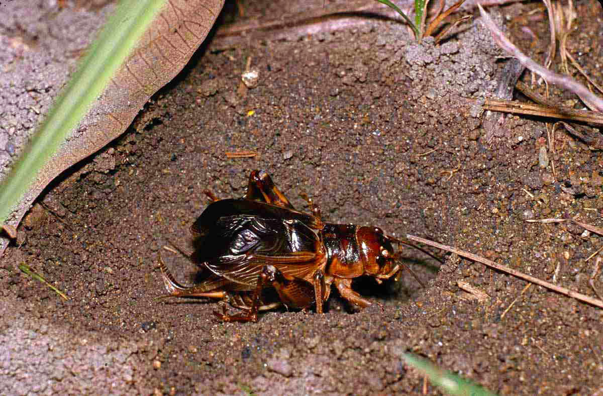 CollectionObject 1576933; c427178c-2d5c-4029-afdf-9b4a23d5df98, CH4042: male. (CollectionObject).