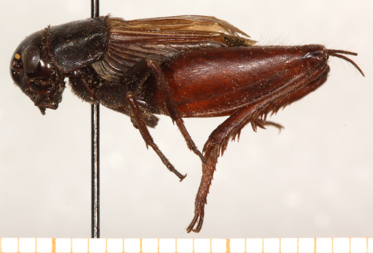 CollectionObject 1499331; af9cfb1a-5225-41d7-9962-07a4b1fe993f: male, lateral view (holotype). (CollectionObject).