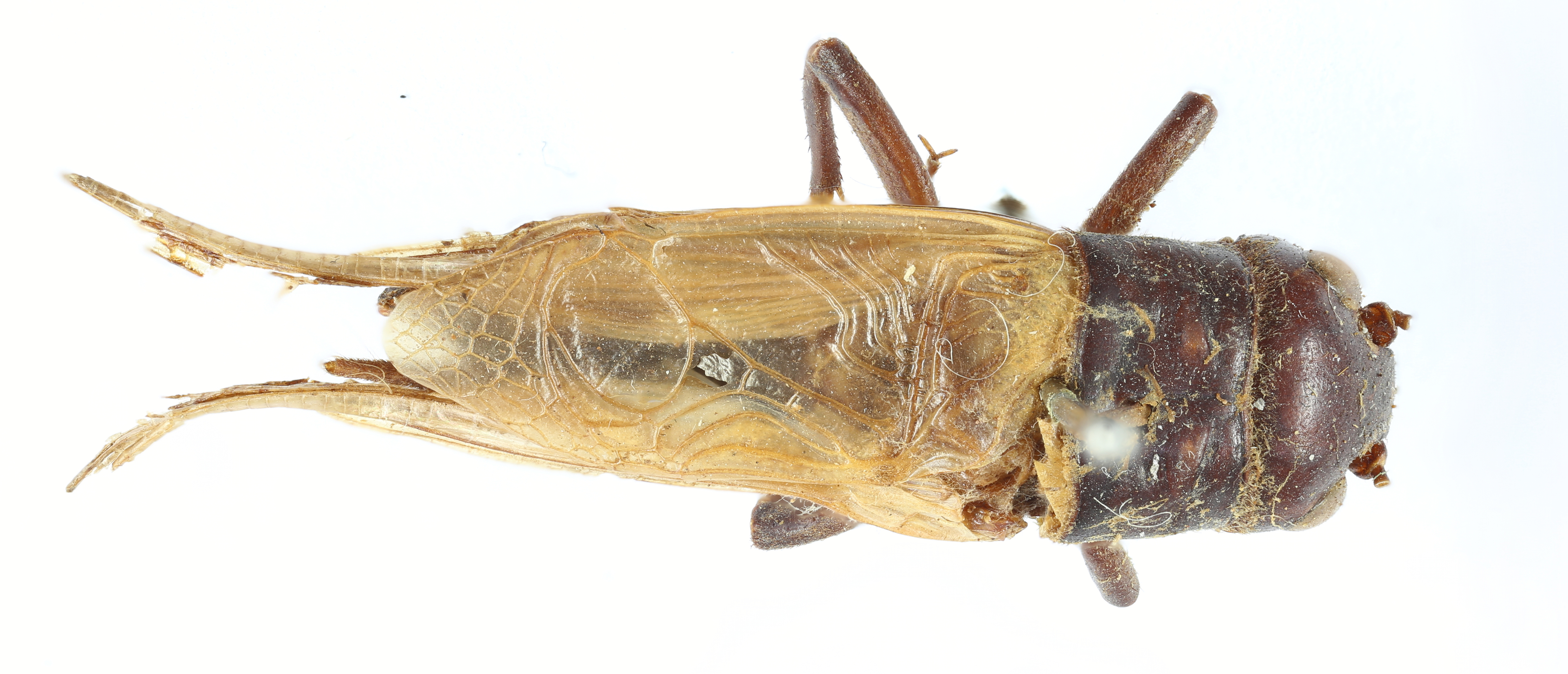 CollectionObject 1539883; 954912b9-82cf-4150-aec2-587c72ee4c2c: male, dorsal view (syntype). (CollectionObject).