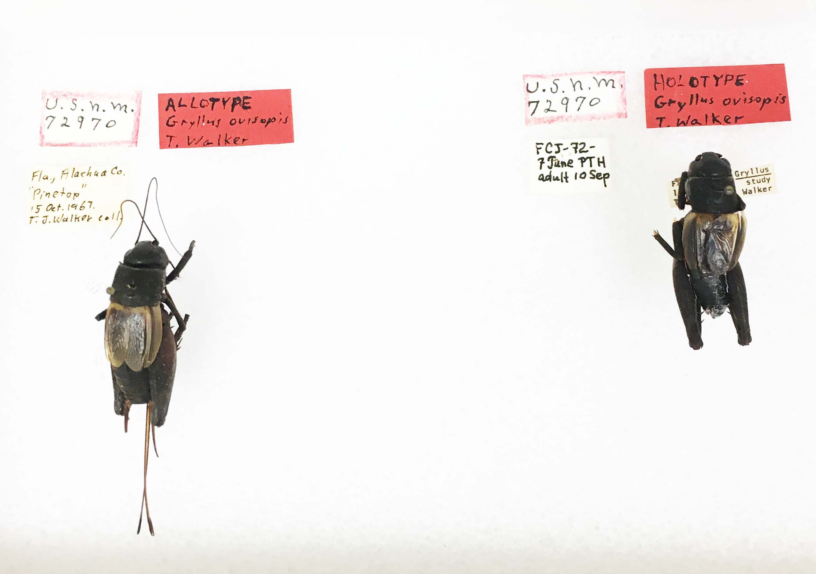 CollectionObject 1533273; 5f91dda7-bf82-4ac5-bdc8-0f610291d780: female (allotype) and male (holotype), dorsal view. (CollectionObject).
