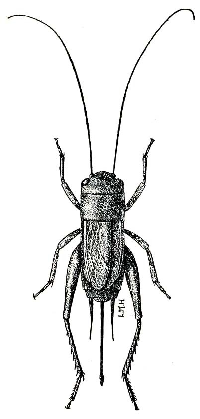 Gryllus (Gryllus) pennsylvanicus Burmeister, 1838: Fig. 237 (after Lugger). short-winged female. (Otu).