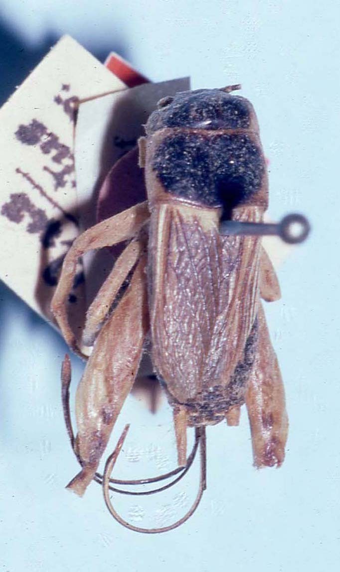CollectionObject 1522793; a98370e4-86f8-4657-864c-a31b00620aca: female, dorsal view (holotype). (CollectionObject).