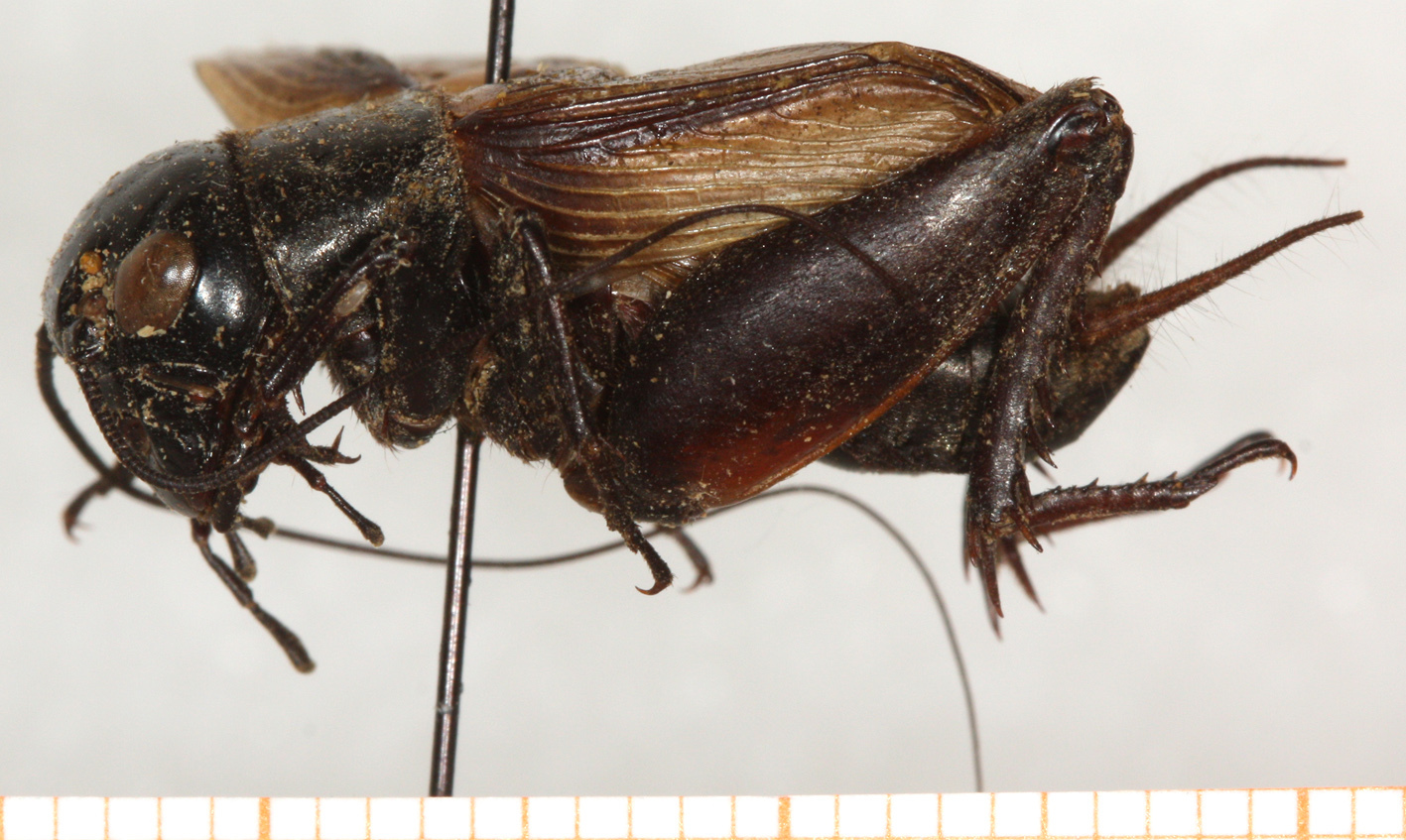 CollectionObject 1499333; 5c262670-907d-44da-9786-ee2907f61792: male, lateral view (holotype). (CollectionObject).